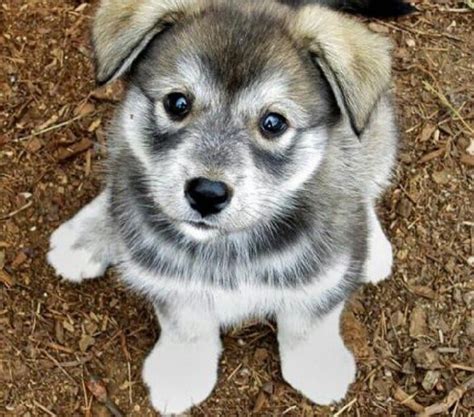 All About Husky Pug Mix (Hug) Dog– Behavior, Trainability, Puppy, Price, Health, Facts