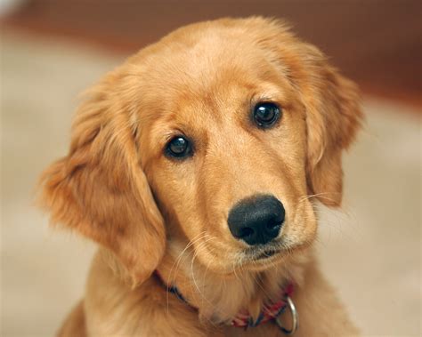 🔥 [50+] Cute Golden Retriever Puppies Wallpapers | WallpaperSafari