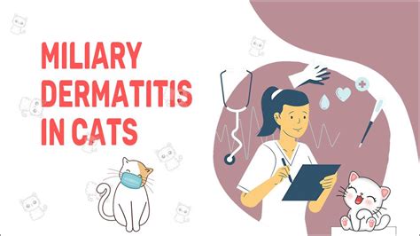 Miliary Dermatitis In Cats: Causes, Symptoms, & Treatment - Petmoo