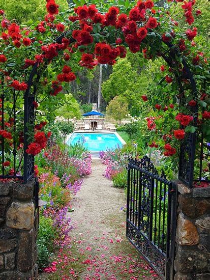 Red Climbing Roses