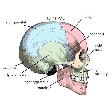 Floor Of Skull Labeled Diagram Side View | Viewfloor.co