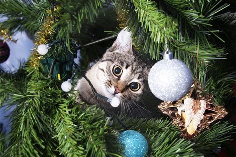 Experts Warn Against Christmas Trend to 'Traumatize' Cats on TikTok: 'So Cruel' - Newsweek