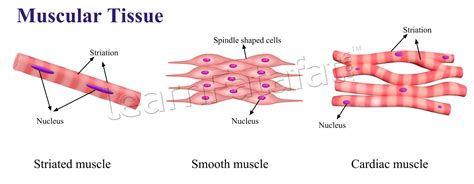 Animal tissue and its functions | Learnfatafat Class 9 Chapter 6 Tissues