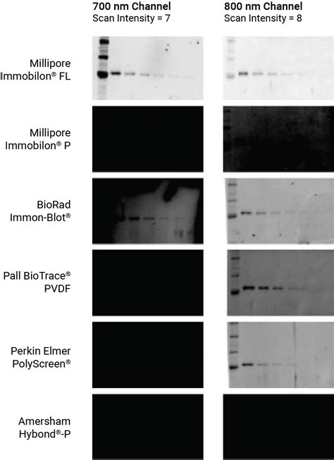 Choose the Best Western Blot Membrane for Your Experiment