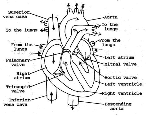 Heart Diagram Simple