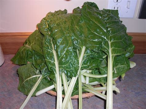 swiss chard | Garden and yard, Plant leaves, Winter garden