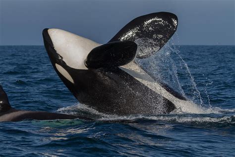 Orca Breaching Photograph by Don Baccus - Pixels