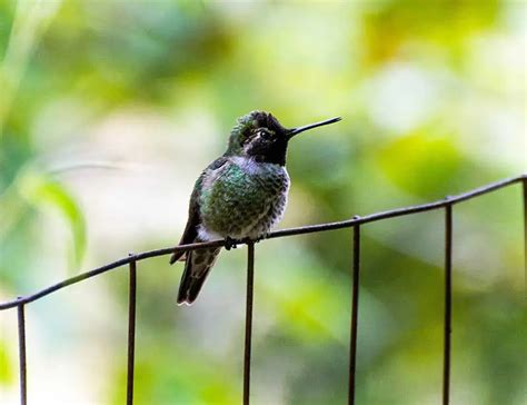 Little Bee Humming Bird is the Smallest Bird in the World, Measuring 5-6 cm Long and Weighing ...