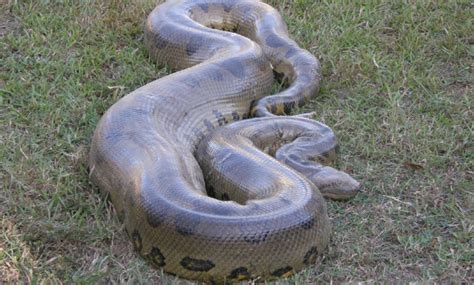 The terrifyingly large green anaconda is the world’s biggest snake