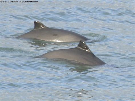 Harbour Porpoise | New Quay Boat Trips