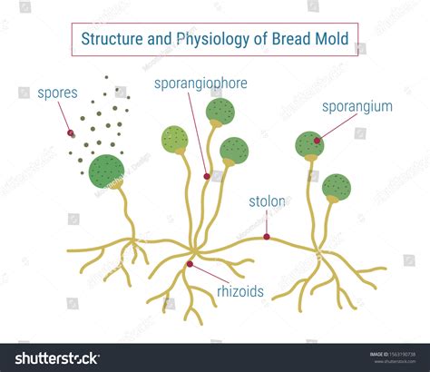 Biology Diagram Shows The Basic Structure Of Fungi (mold,, 58% OFF