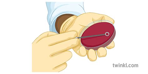 hasanya petri dish science experiment secondary Illustration - Twinkl