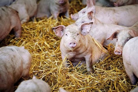 Pig farming - Stock Image - C012/5481 - Science Photo Library