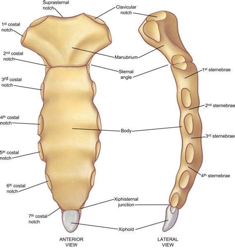 manubrium/sternum & xiphoid process Diagram | Quizlet