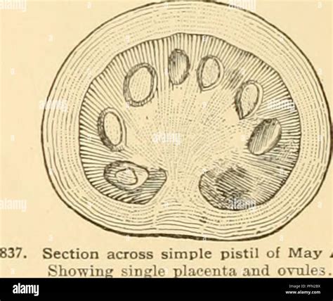 Embryo sac hi-res stock photography and images - Alamy