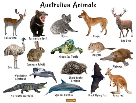 Australian Animals List, Facts, Conservation, Pictures