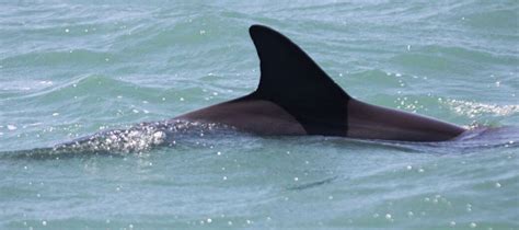 12 Different Dolphin Dorsal Fins - Clearwater Marine Aquarium