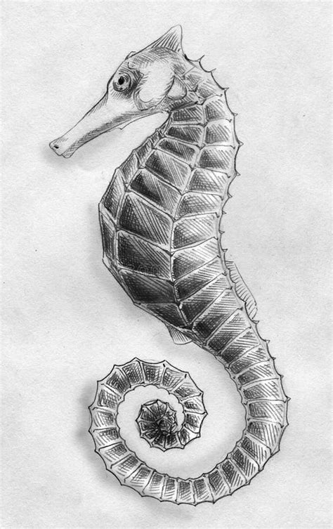 Sea horse pencil sketch stock illustration. Illustration of animal - 27116582