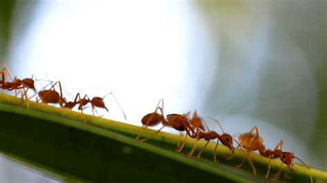 The Biology Behind the Social Structure of Ant Colonies