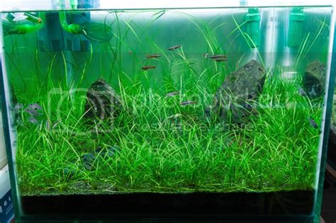 My first Iwagumi tank & Build Journal (warning: long post) | The Planted Tank Forum