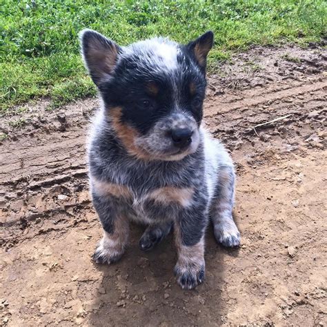 Blue heeler puppies for sale vic