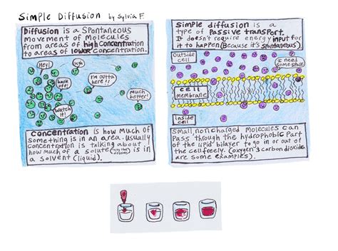 Diffusion (Passive Transport) — Definition & Examples - Expii