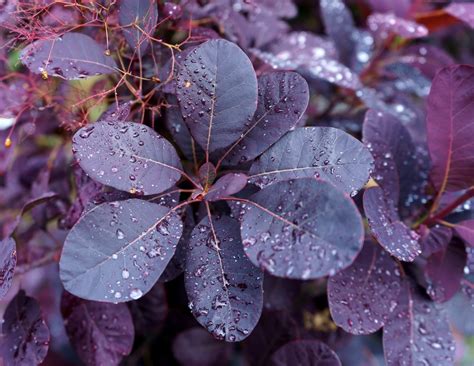 Shrub with purple flowers - garetes