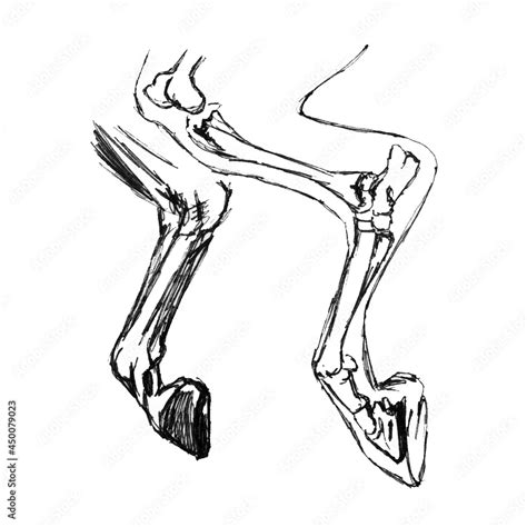 Horse's leg, drawing with a pen on a white background. Stock Illustration | Adobe Stock