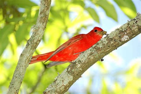 Summer tanager - Wikipedia