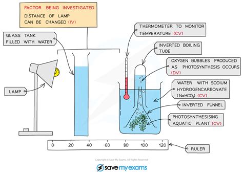 CIE IGCSE Biology: 复习笔记：6.1.6 Investigating the Rate of Photosynthesis