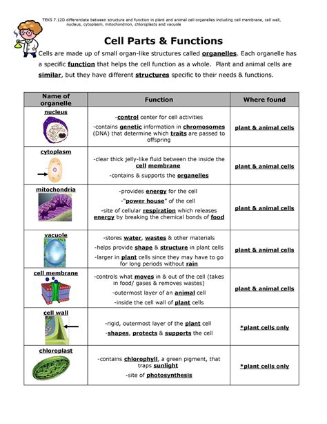 Animal Cells And Plant Cells Cell Structure And Functions