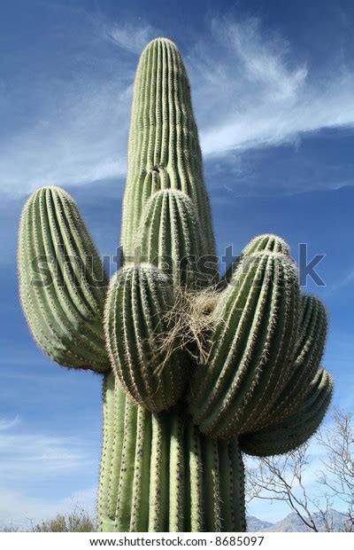 Saguaro Cactus Bird Nest Saguaro National Stock Photo (Edit Now) 8685097