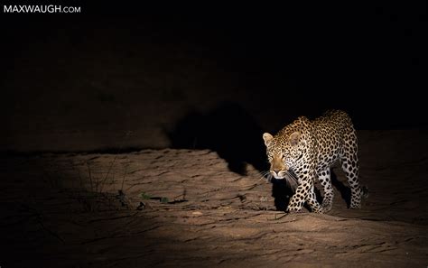 I Love the Nightlife: Photographing Wildlife at Night | Max Waugh