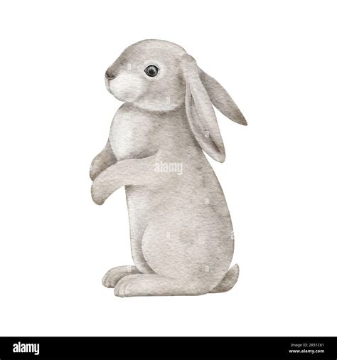 Cute fluffy grey rabbit. Easter bunny. Realistic pet animal with ears. Woodland animal. Hand ...