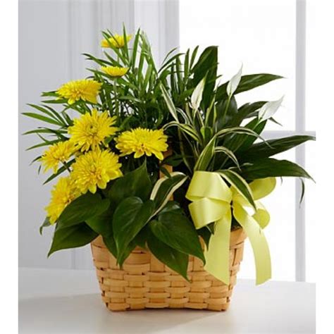 Chrysanthemum Flowering plant - Gift Basket