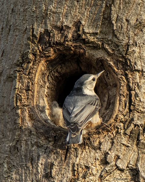 Bird Nests | Naturally Curious with Mary Holland