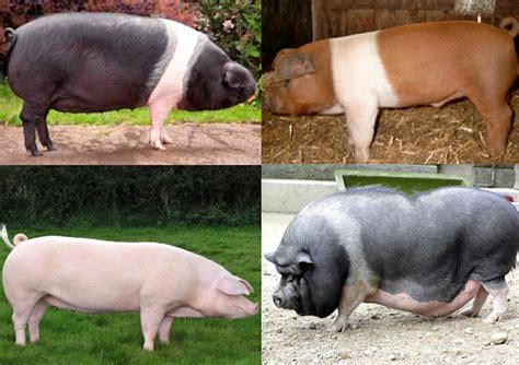 Pig Breeds: List Of Popular Breeds