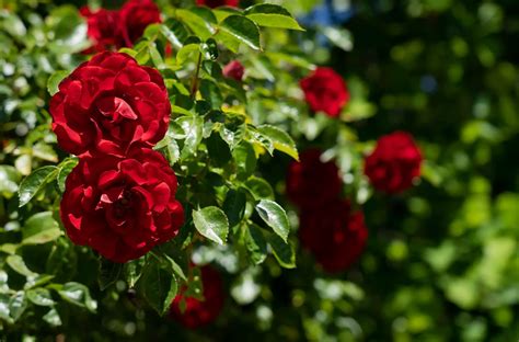 Red Climbing Roses Lady in red™ climbing rose — green acres nursery & supply - Oxilo