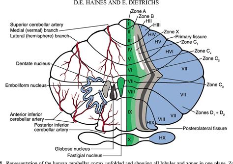 Cerebellum Structure