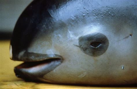 Scientists spot six near-extinct vaquita porpoises (Update)