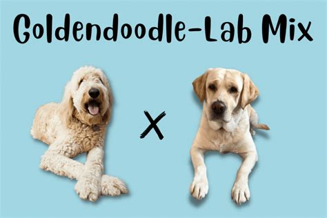 Goldendoodle Labrador Retriever Mix: A New Doodle Dog?