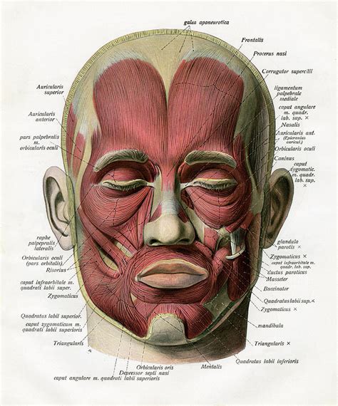 Muscles Of The Human Face by Graphicaartis