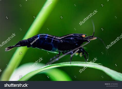 50 Royal blue tiger shrimp Images, Stock Photos & Vectors | Shutterstock