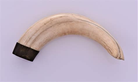 Antique 5.75 Inch Large Boar Tusk - Nov 17, 2018 | Pangaea Auctions in FLORIDA (FL)