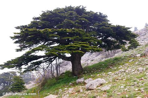 Cedar of Lebanon (BiblePlaces.com)