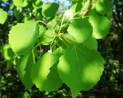 Poplar | Genus, Description, Major Species, & Facts | Britannica