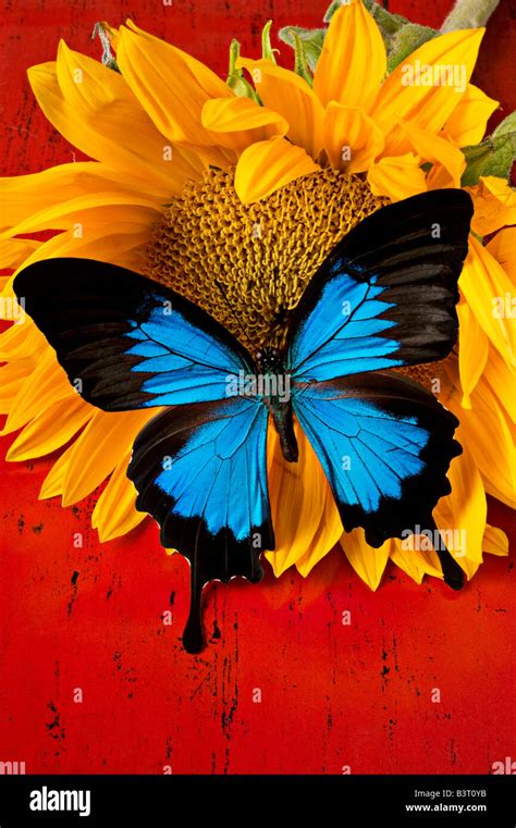 Blue butterfly on sunflower on red background Stock Photo - Alamy