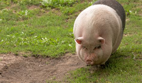 6 Signs a Pig Is Pregnant - Farmhouse Guide