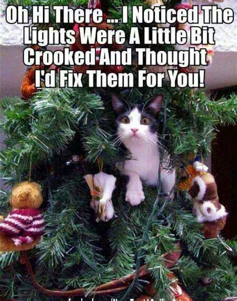 Funny Cat Christmas Tree Memes - Cat Mania