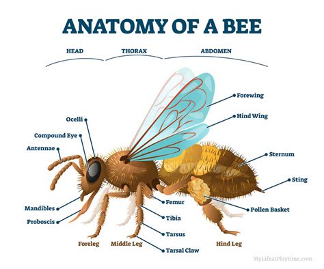 Bee Anatomy: Parts of a Honey Bee Explained with Diagram